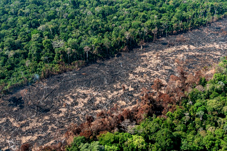 Desmatamento da Amazônia